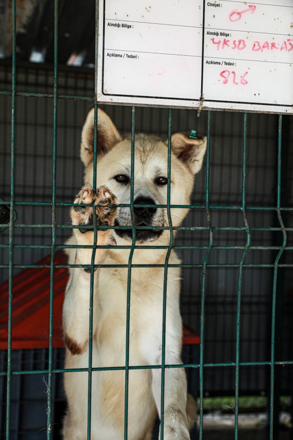 AKİTA CİNSİ KÖPEK BOBO SAHİPLENMEYİ BEKLİYOR