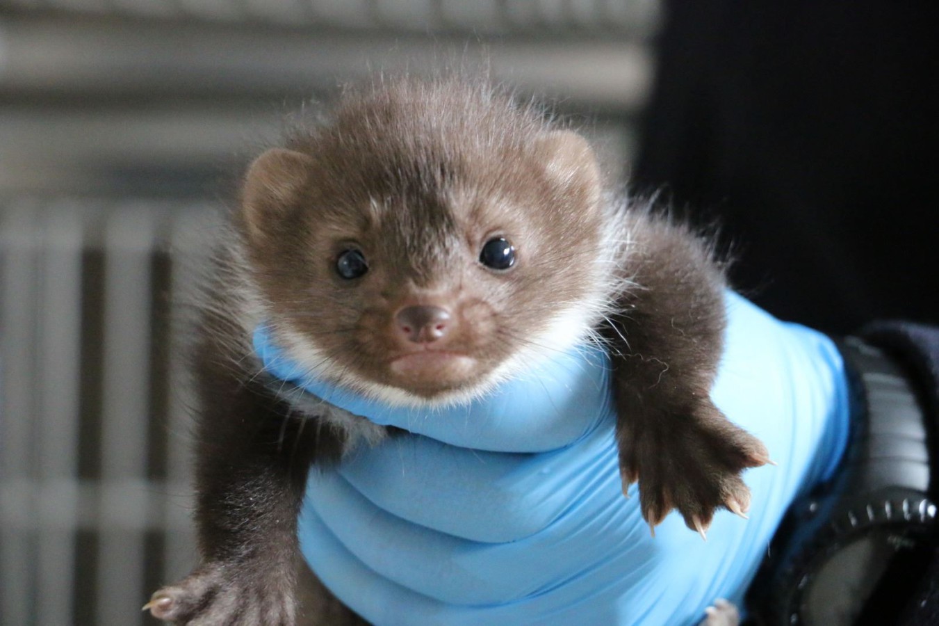 ÇATIDA SIKIŞAN YAVRU SANSARLARIN BAKIMI DEVAM EDİYOR