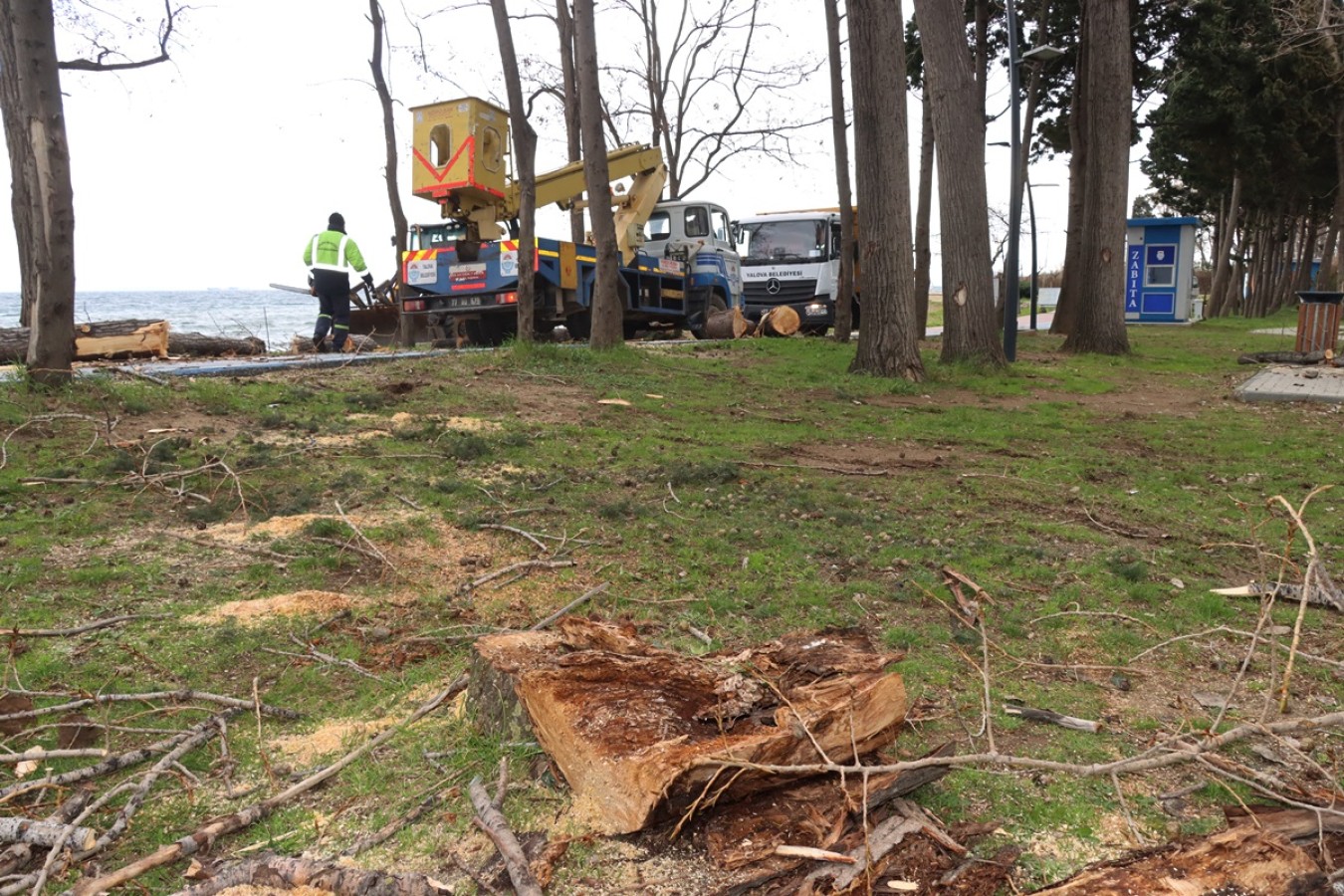 FIRTINADA ZARAR GÖREN AĞAÇLARIN YERİNDE YENİ FİDANLAR YEŞERECEK