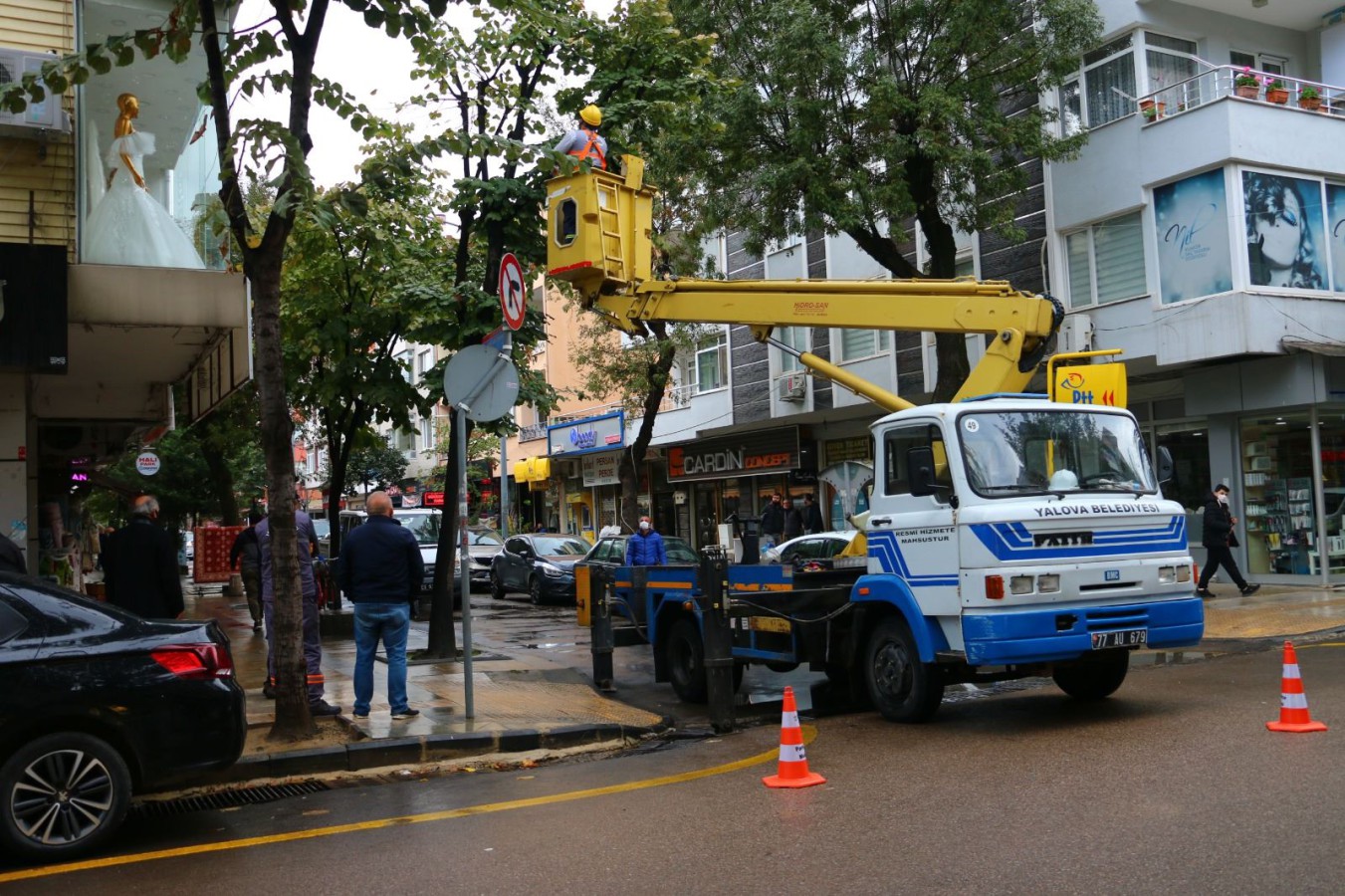 İSTANBUL CADDESİNDEKİ ÇINAR AĞAÇLARI BUDANACAK
