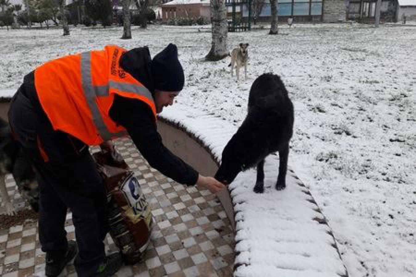 KAR ÖNLEMLERİNDE SOKAK HAYVANLARI UNUTULMADI