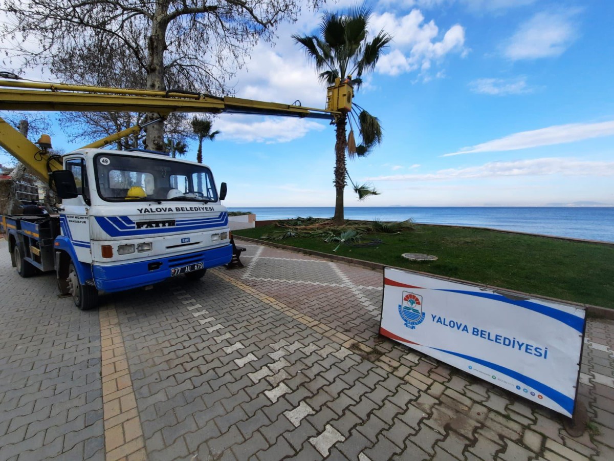 PALMİYELER KIŞLIK BAKIMA ALINDI