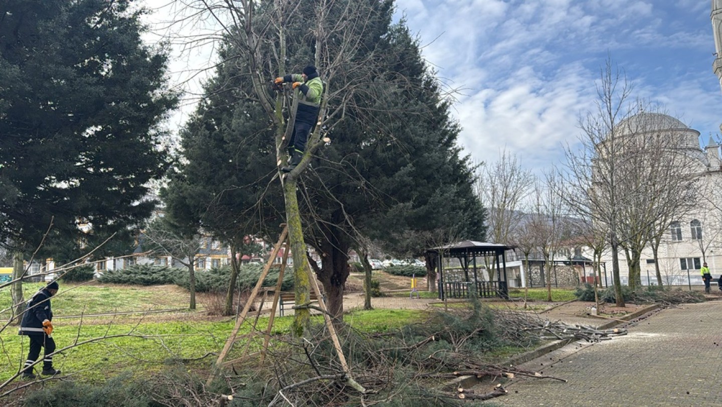 PAŞAKENT MAHALLESİNDE BUDAMA ÇALIŞMASI GERÇEKLEŞTİRİLDİ