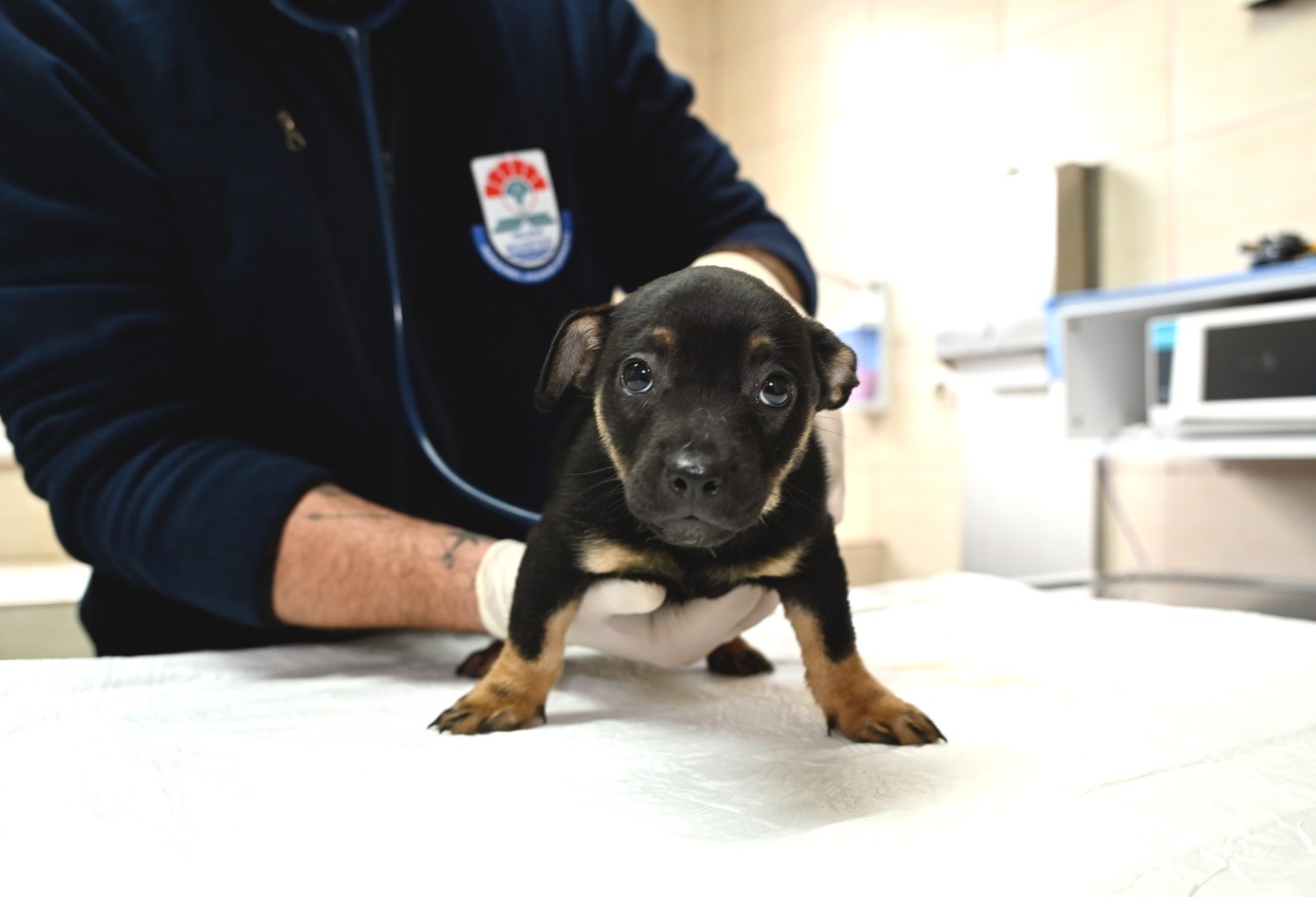 SEVİMLİ DOSTLARIMIZ EMİN ELLERDE