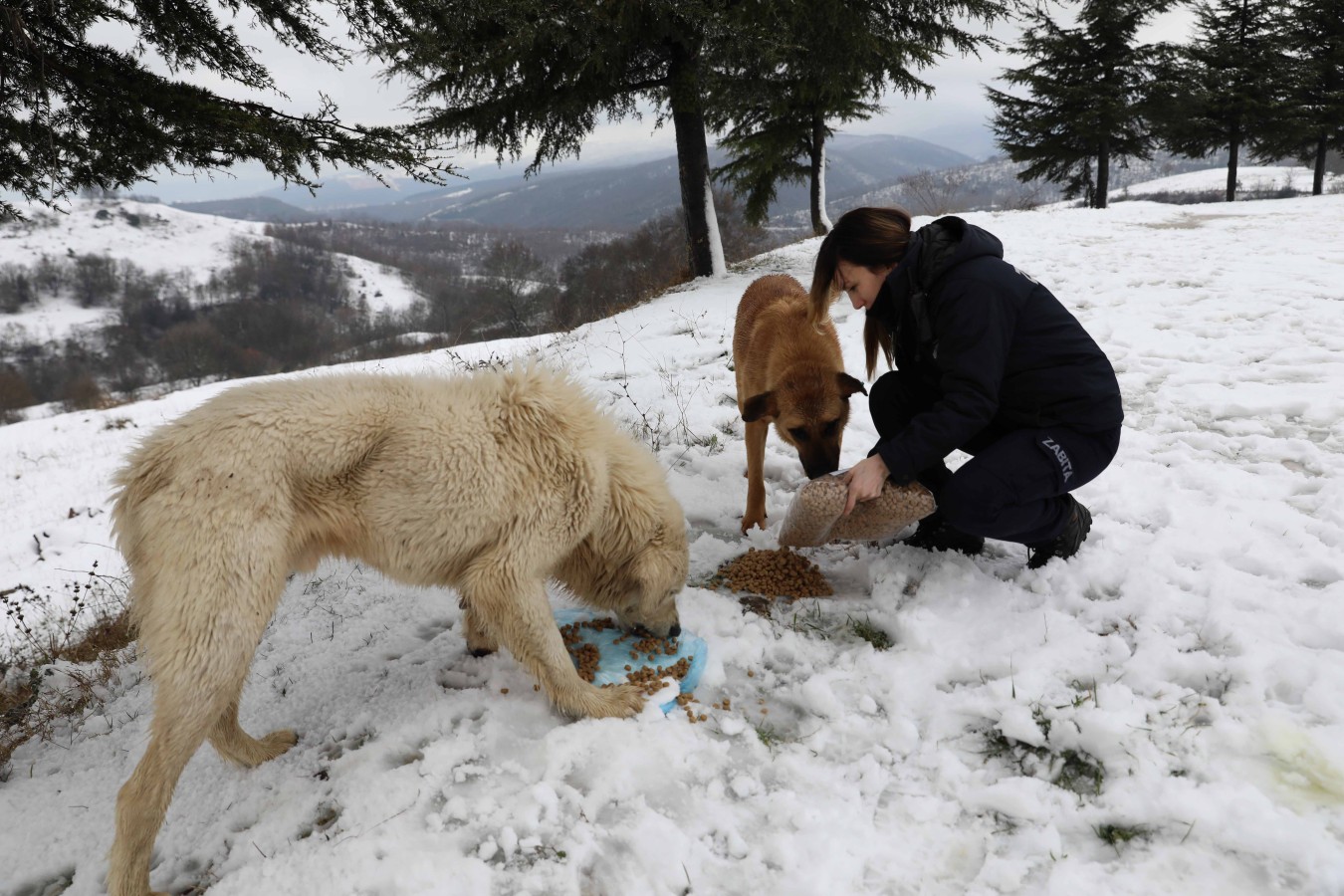 SOKAK HAYVANLARINA ŞEVKAT ELİ YALOVA BELEDİYESİ’NDEN