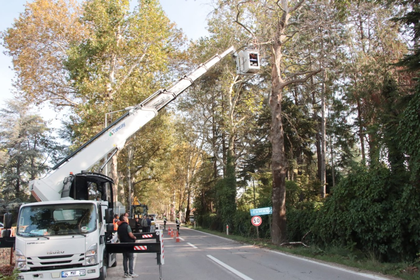 TERMAL YOLU'NDAKİ ANIT AĞAÇLAR BUDANIYOR