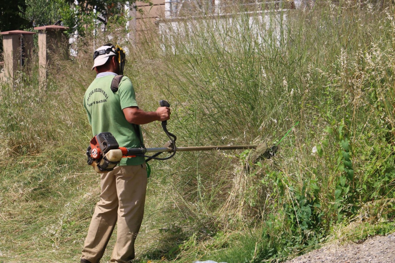 YABANİ OTLAR BİÇİLİYOR