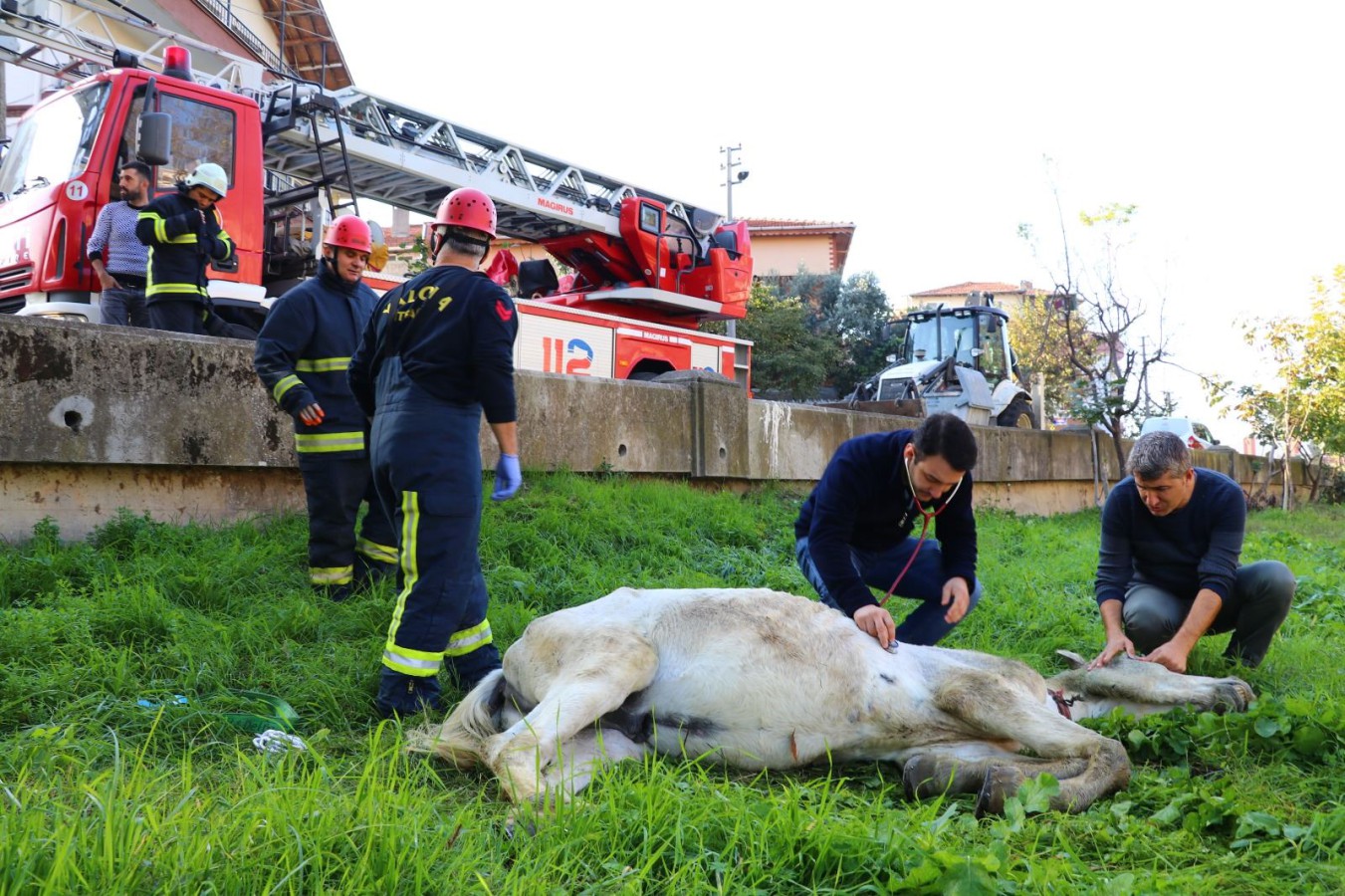 YALOVA BELEDİYESİ EKİPLERİ SAHİPSİZ AT İÇİN SEFERBER OLDU