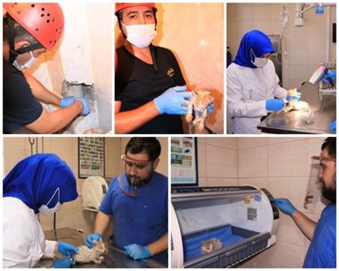 YAVRU KEDİ SIKIŞTIĞI YERDEN KURTARILDI